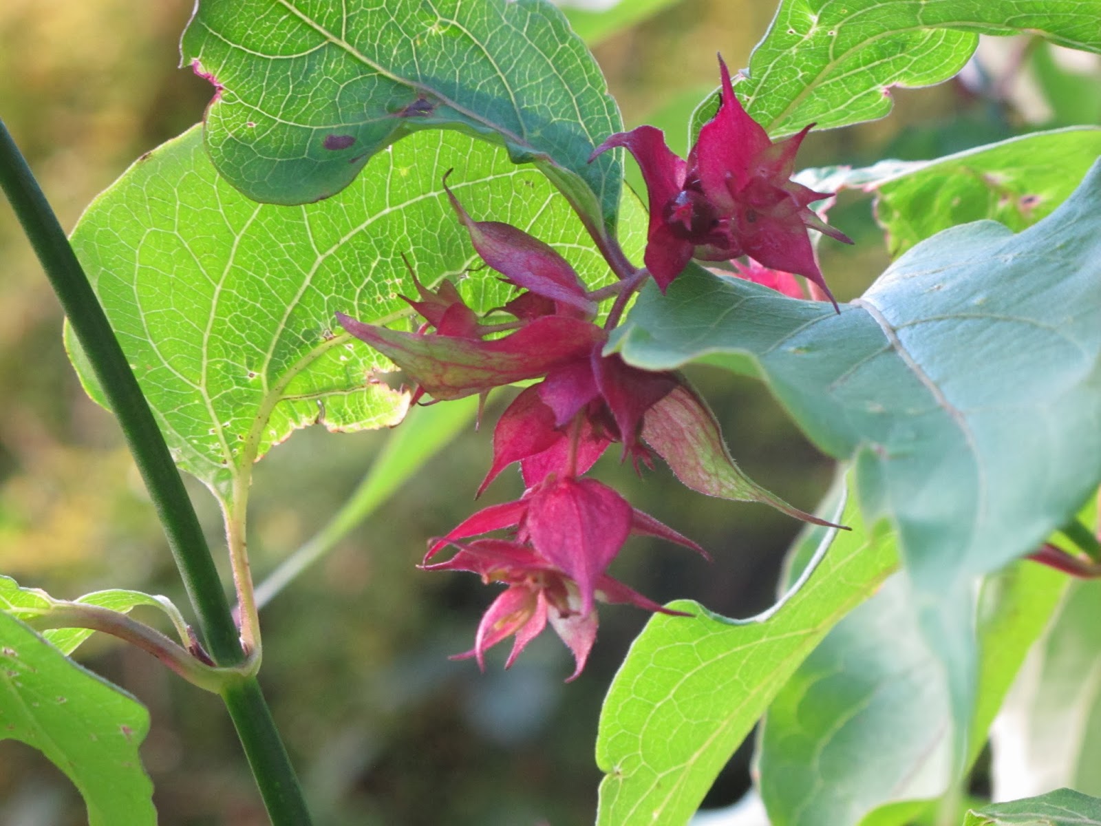 Leycesteria Formosa Himalayan Honeysuckle Stock Photos