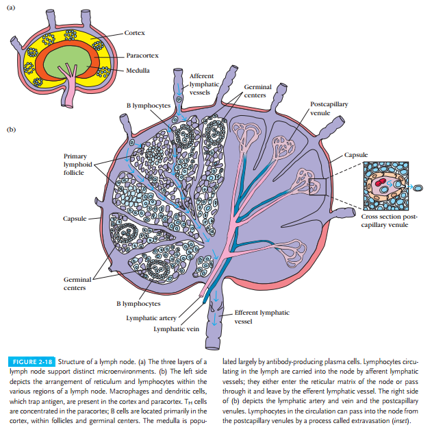 Secondary Lymphoid Organs | IMMUNOLOGY SYSTEM