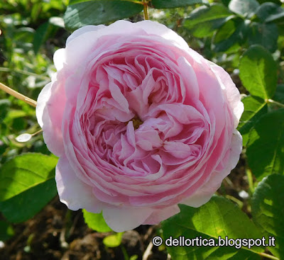 rosa gallica Duchesse de Montebello rosa gallica Duchesse de Montebello fiori ortica orto erbe officinali confetture tisane sali aromatici e tanto ancora alla fattoria didattica dell ortica a Savigno Valsamoggia Bologna in Appennino vicino Zocca