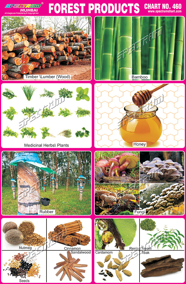 Spectrum Educational Charts Chart 460 Forest Products