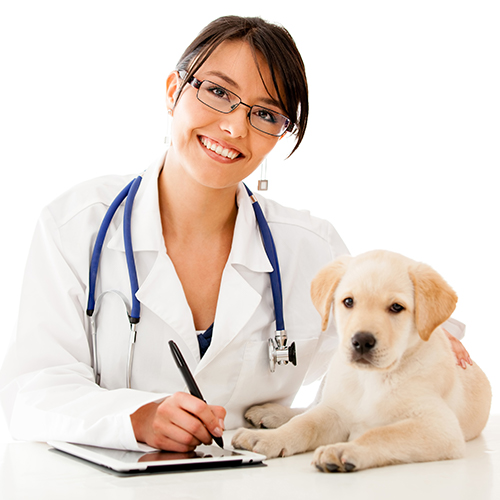 veterinary practice management