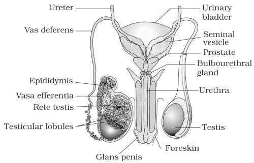 Test Ncert Solutions For Class 12th Ch 3 Human Reproduction Biology 