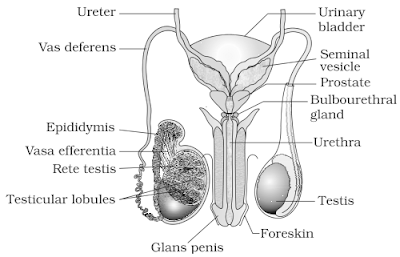 Male reproductive system