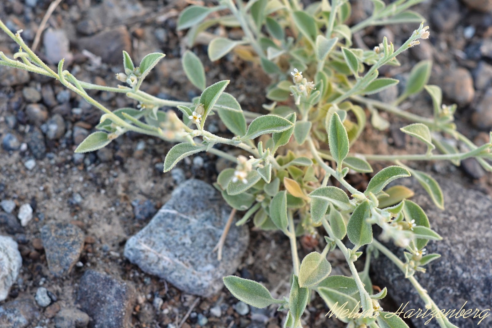 livingplantworld What is the name of this Oman plant