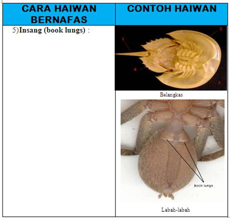 Dunia Sains Untuk Kita Semua Oksigen...oksigen...Macam mana haiwan
