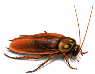 Cucaracha Imagen de una cucaracha común