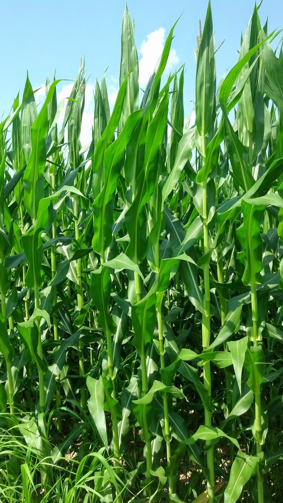 Organic corn not having reached pollination