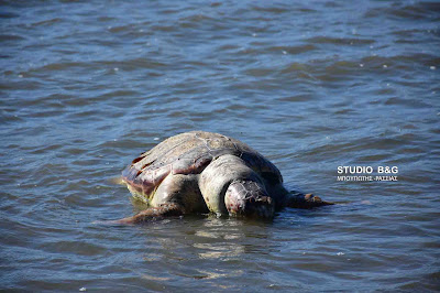 Μορφή "γενοκτονίας" παίρνει το φαινόμενο με τις νεκρές θαλάσσιες χελώνες στην Αργολίδα (βίντεο)