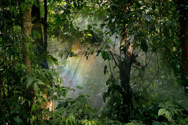 Background Blur Botanical Plants HD Wallpaper Background Blur Botanical Plants HD Wallpaper