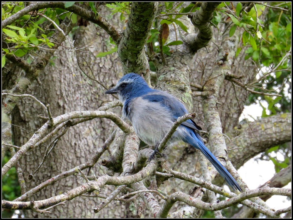 Bird Tweets: A visit across North Cape Coral