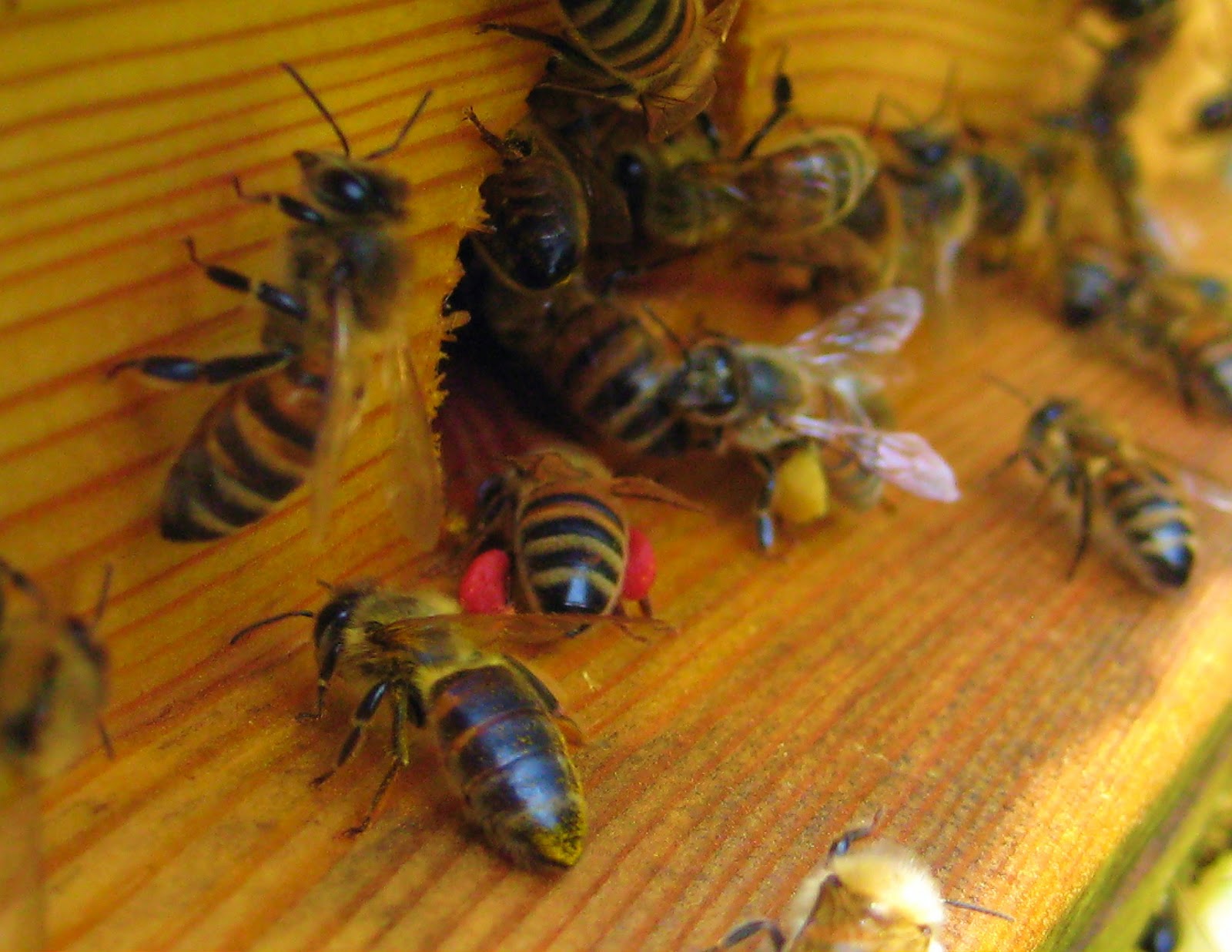 Che Guebee Apiary Red Pollen