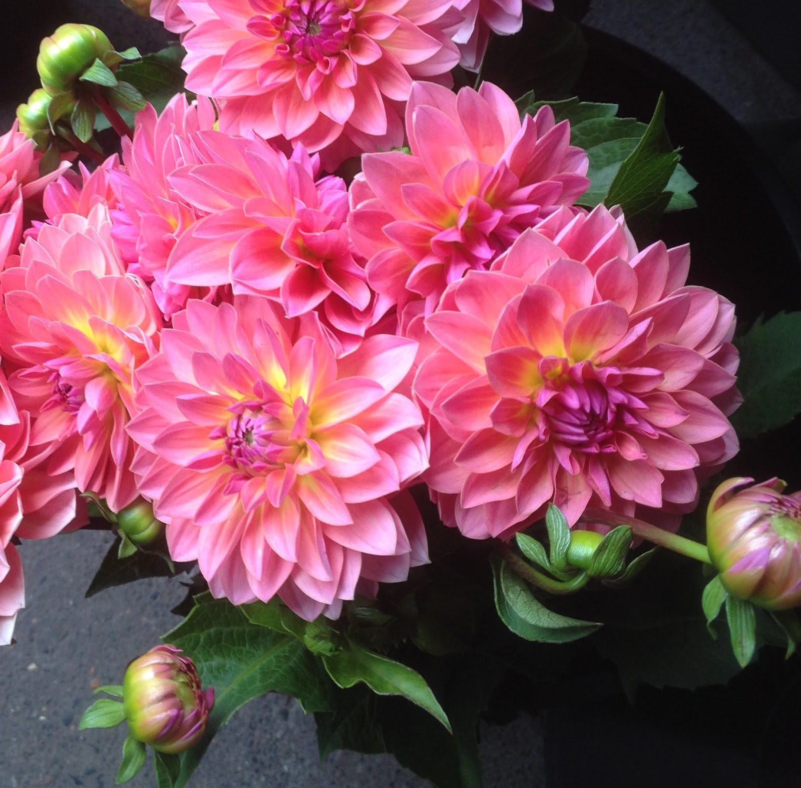 Sammy’s Flowers In season dahlias