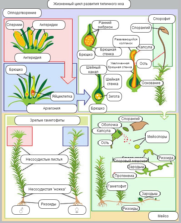 Мох сфагнум стадии жизненного цикла. Жизненный цикл моховидных схема. Жизненный цикл мхов ЕГЭ схема. Жизненный цикл мха с набором хромосом. Цикл развития высших растений схема 15 мхи.