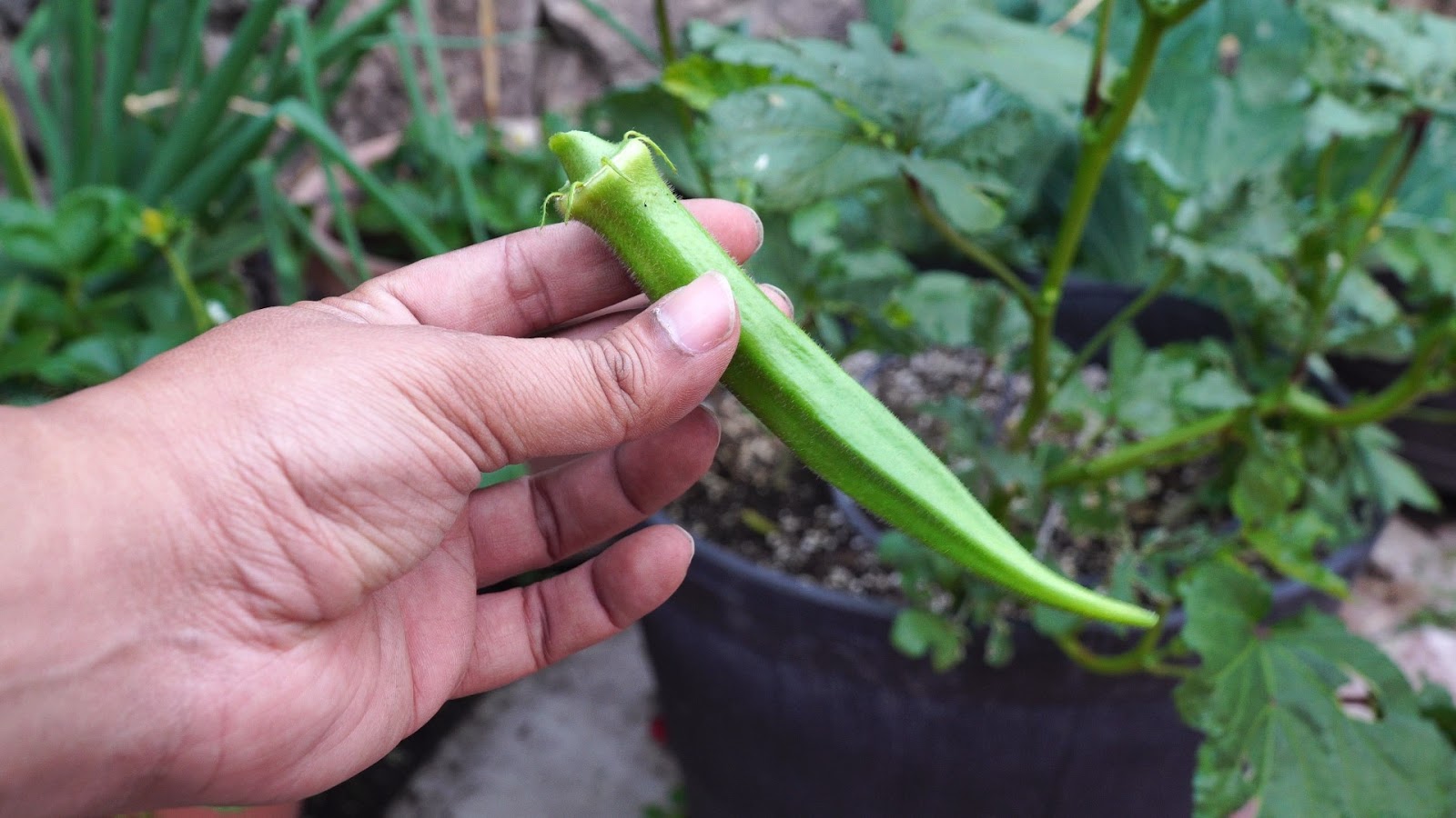 California Gardening How to grow Okra in Containers Growing Nombo