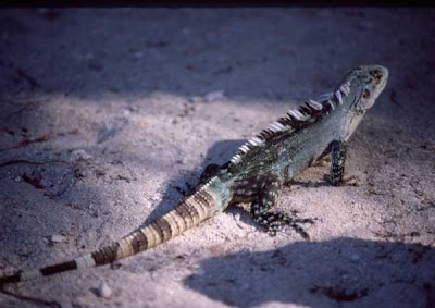 endangered iguanas