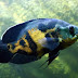 8 Reasons to keep an Oscar fish as a pet 