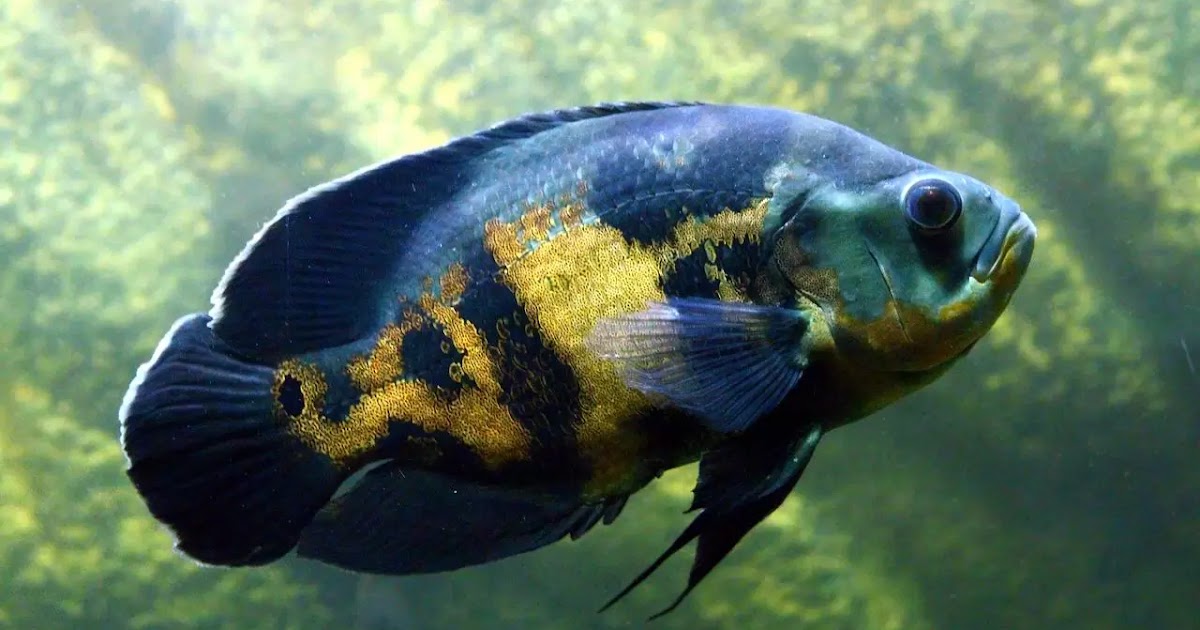 8 Reasons to keep an Oscar fish as a pet The Buzz Land