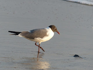 Leucophaeus atricilla - Mouette atricille Leucophaeus atricilla - Mouette atricille