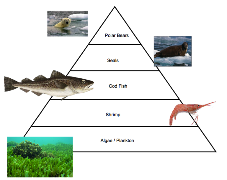Пищевые цепи в аквариуме примеры. Цепь питания рыб. Цепь питания хищных рыб. Пищевая цепочка рыб. Пищевая цепь треска.