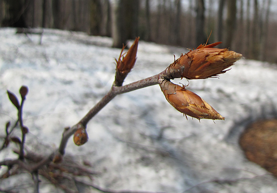 Bukowe pąki. Bukowe pąki.