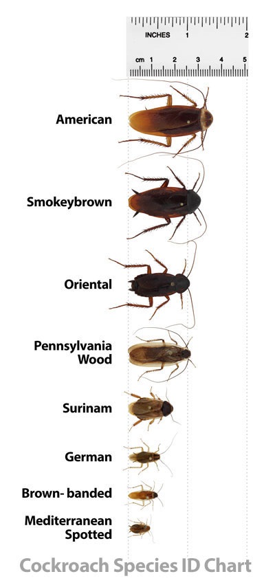 cockroach roaches identification cockroaches ohio michigan indiana rid chart brown kind types roach found largest kitchen sewers waste common wi