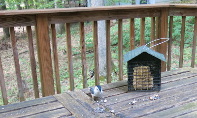 White-breasted Nuthatch, September 09, 2016, 10:46:30 AM