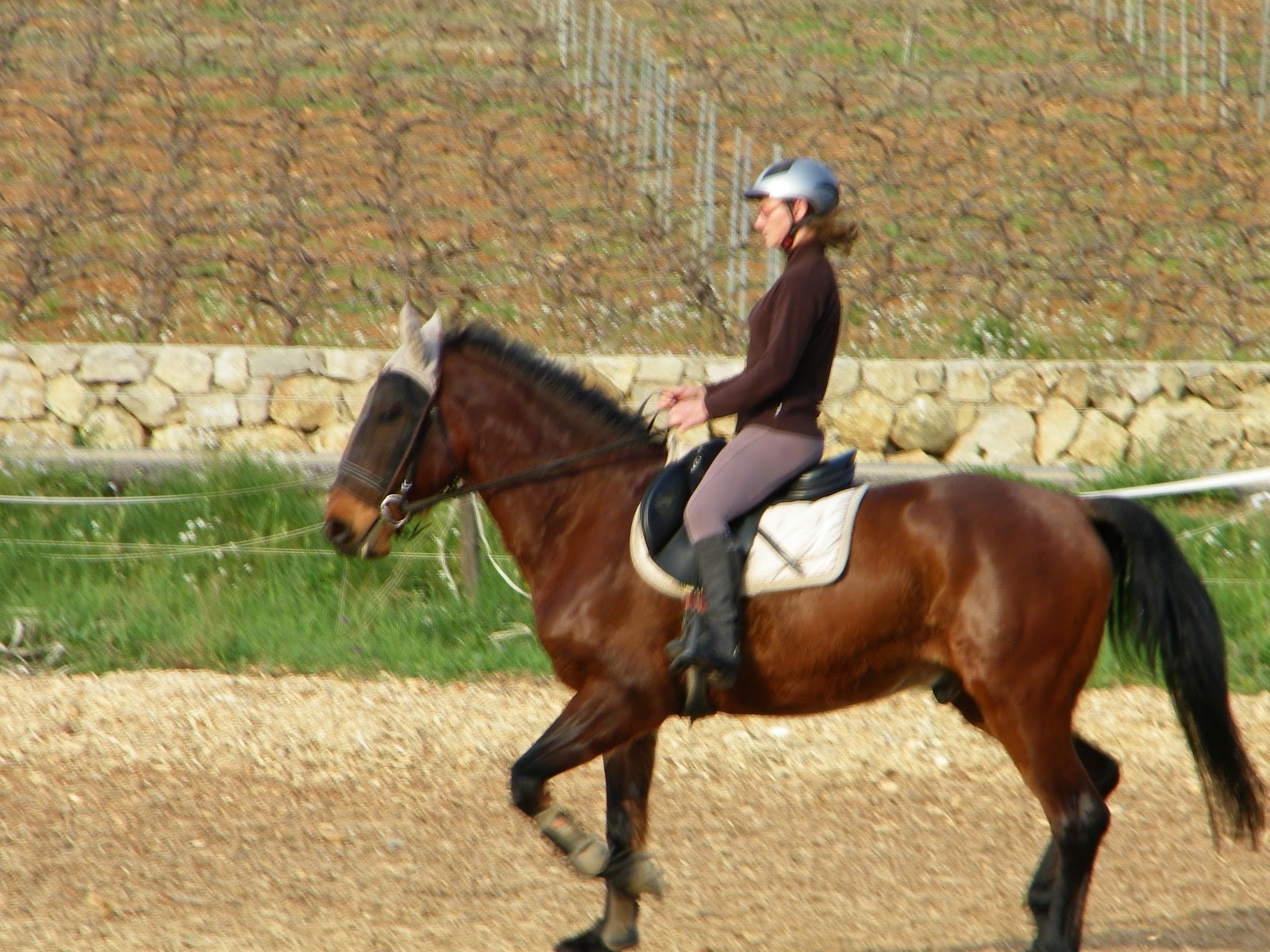 Brevet Etrier d'Or dressage - Vidéo
