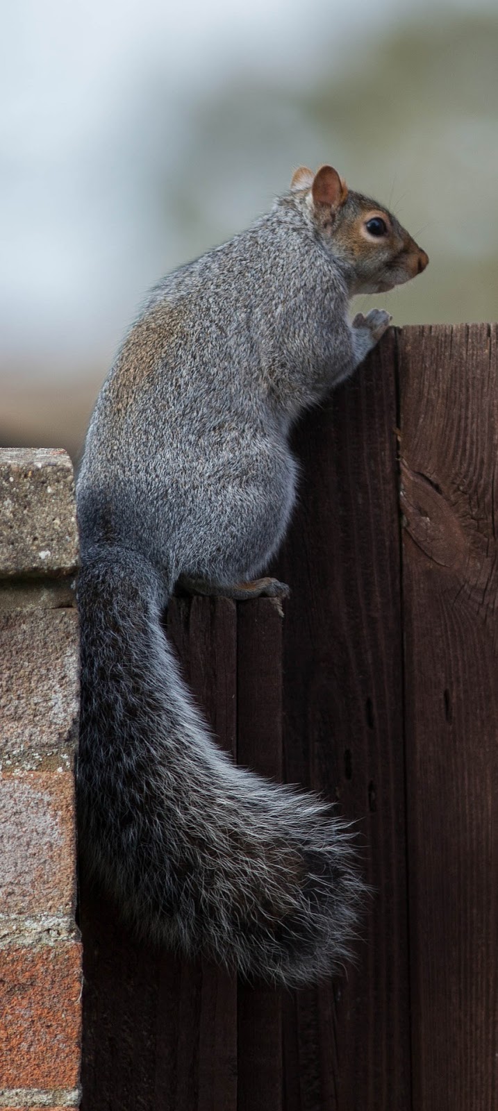 A squirrel climbing over a garden gate.