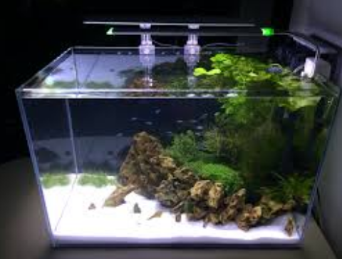 Cara Membuat Aquascape Mini Perikanan