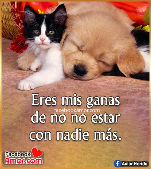 imágenes de gato y perro frases de amor imágenes de gato y perro frases de amor