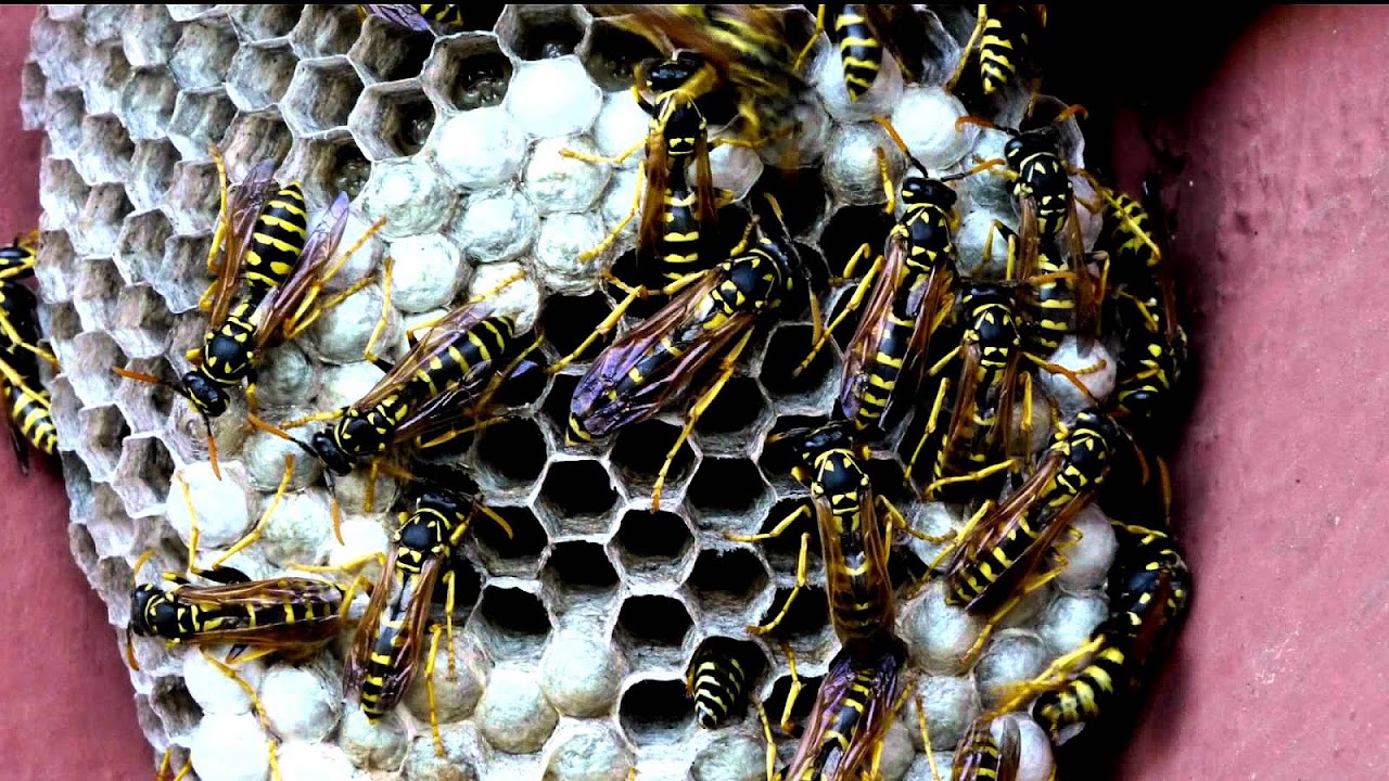 Do Yellow Jackets Have A Queen Yellow Choices