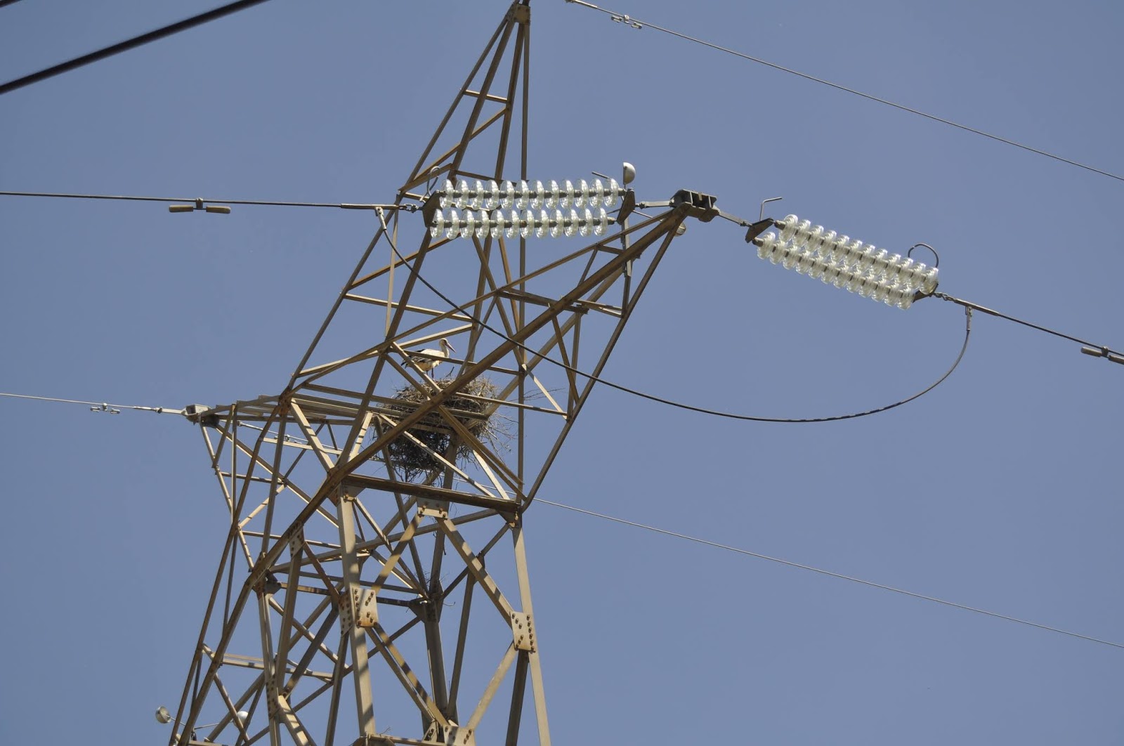 Companhia das Lezírias Parte 2