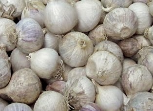 manfaat bawang putih tunggal untuk kesehatan