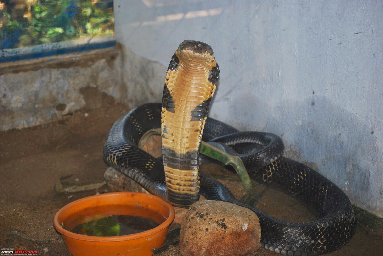 amazing-malampuzha-snake-park