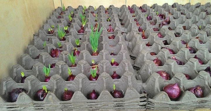 Ilustrasi visual cara menanam bawang daun hidroponik memahami konsep hidroponik: keuntungan dan dasar-dasar