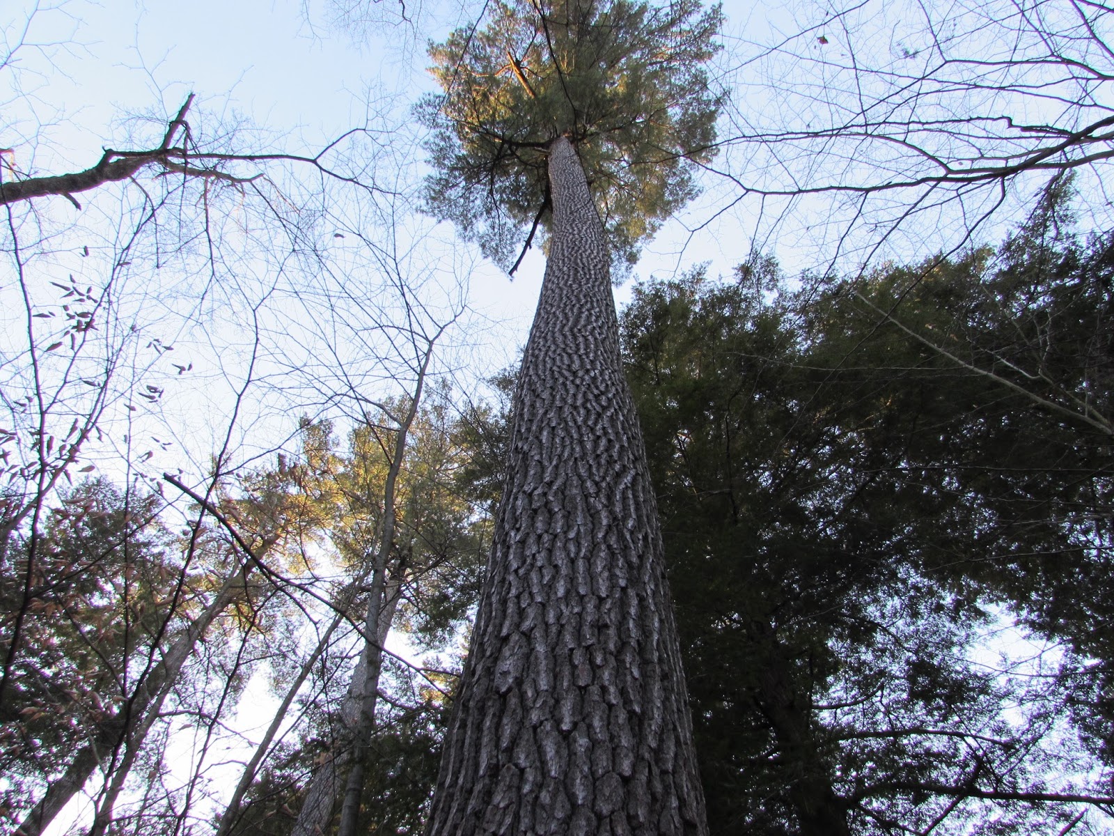 Hearts Content Scenic Area Beautiful Old Growth Forest Allegheny