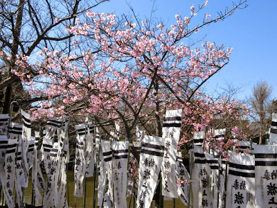 鶴岡八幡宮の河津桜