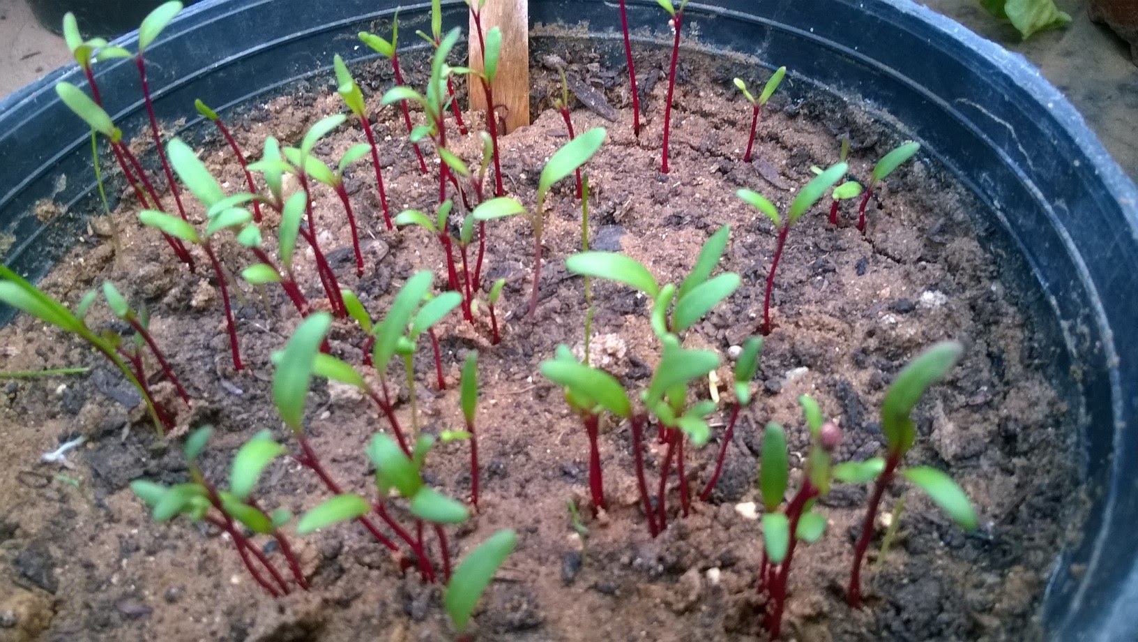 How To Start Beet Indoors
