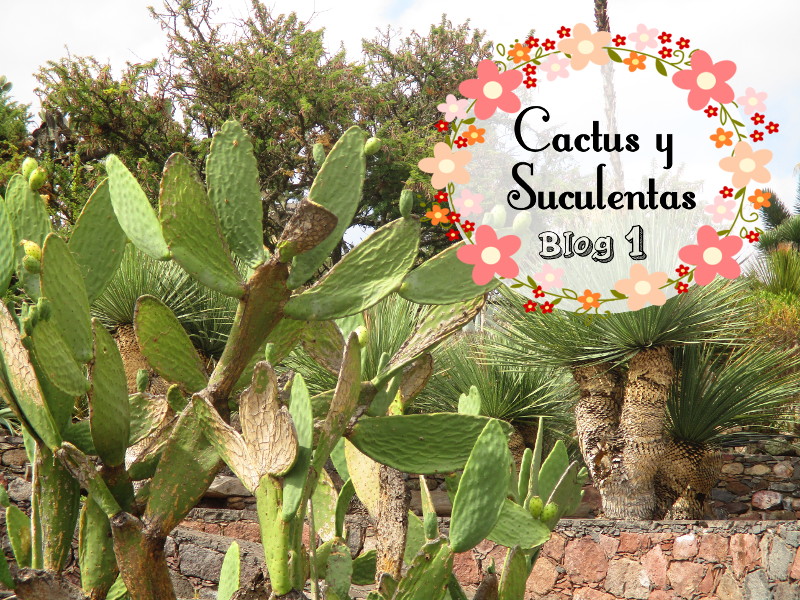 Cactus y Suculentas - Blog 1