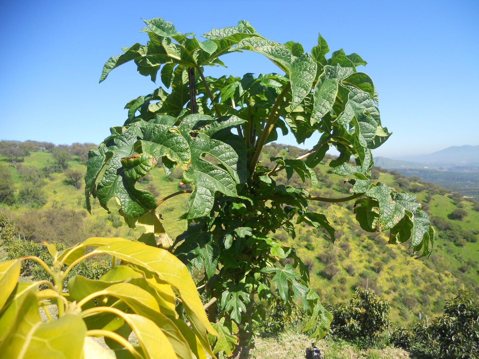 Rescatando Recetas Papayas