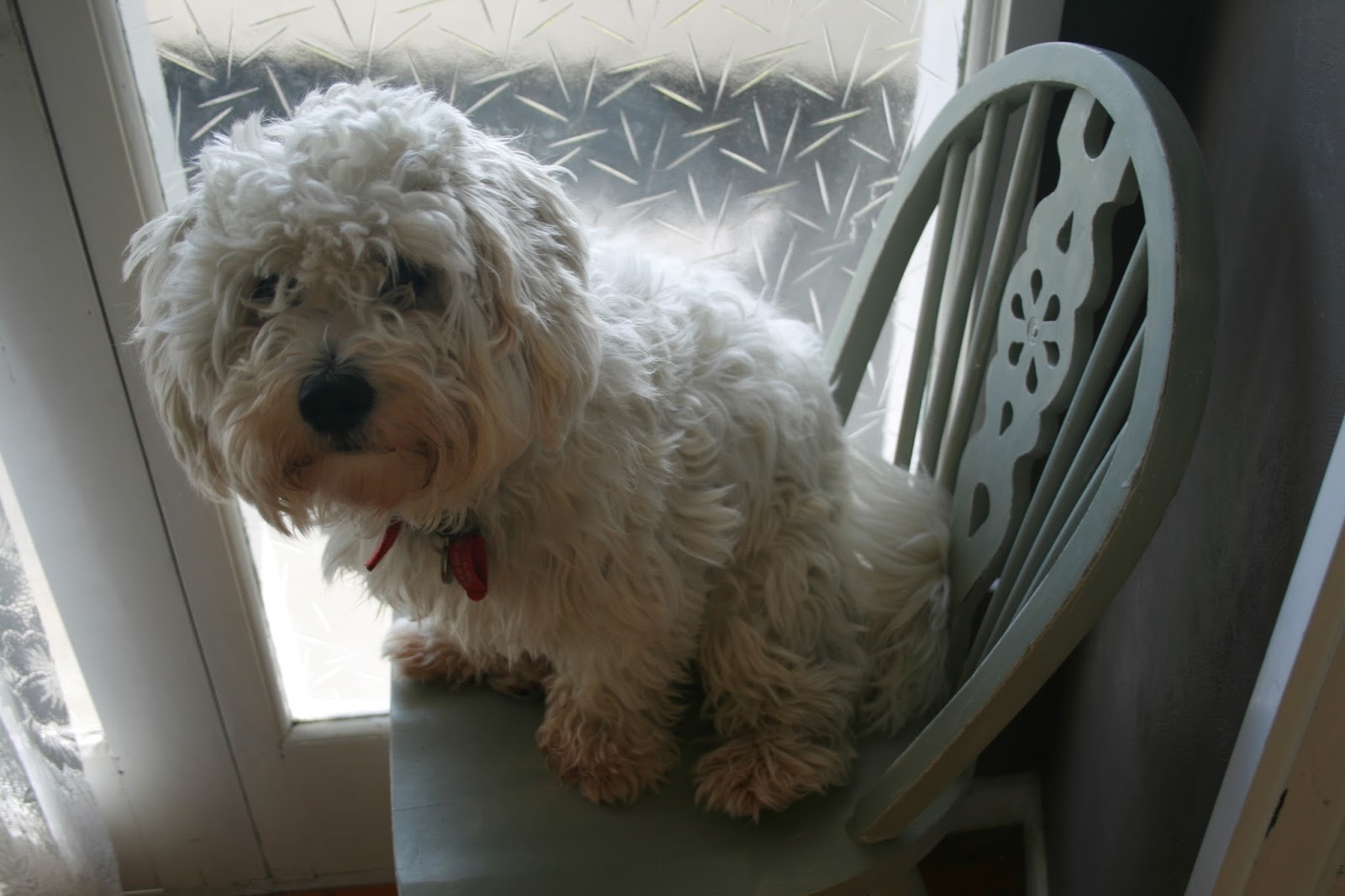 Baa's Amazing Adventures! Shaved Sheep Dog!