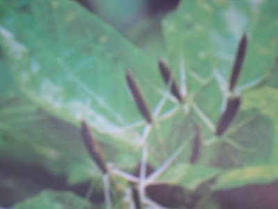  Aneka Ragam Tanaman Herbal dan Khasiatnya bagi Kesehatan Manusia Inilah Tanaman Obat Herbal Tradisional dan Manfaatnya untuk Kesehatan