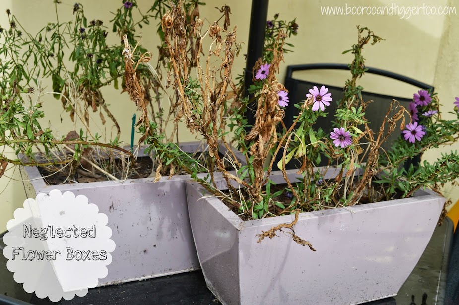Transforming Flower Pots with Miracle-Gro Flower Magic Transforming Flower Pots with Miracle-Gro Flower Magic