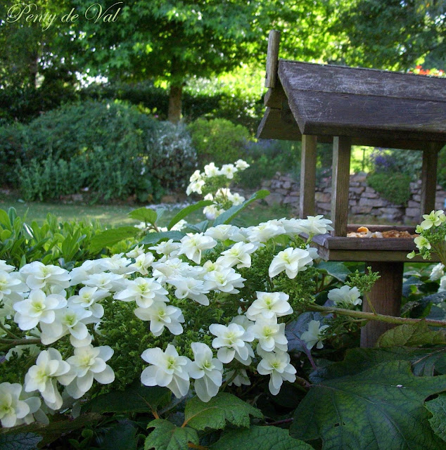 Dwarf Oak Leaf Hydrangeas Cinemas 93