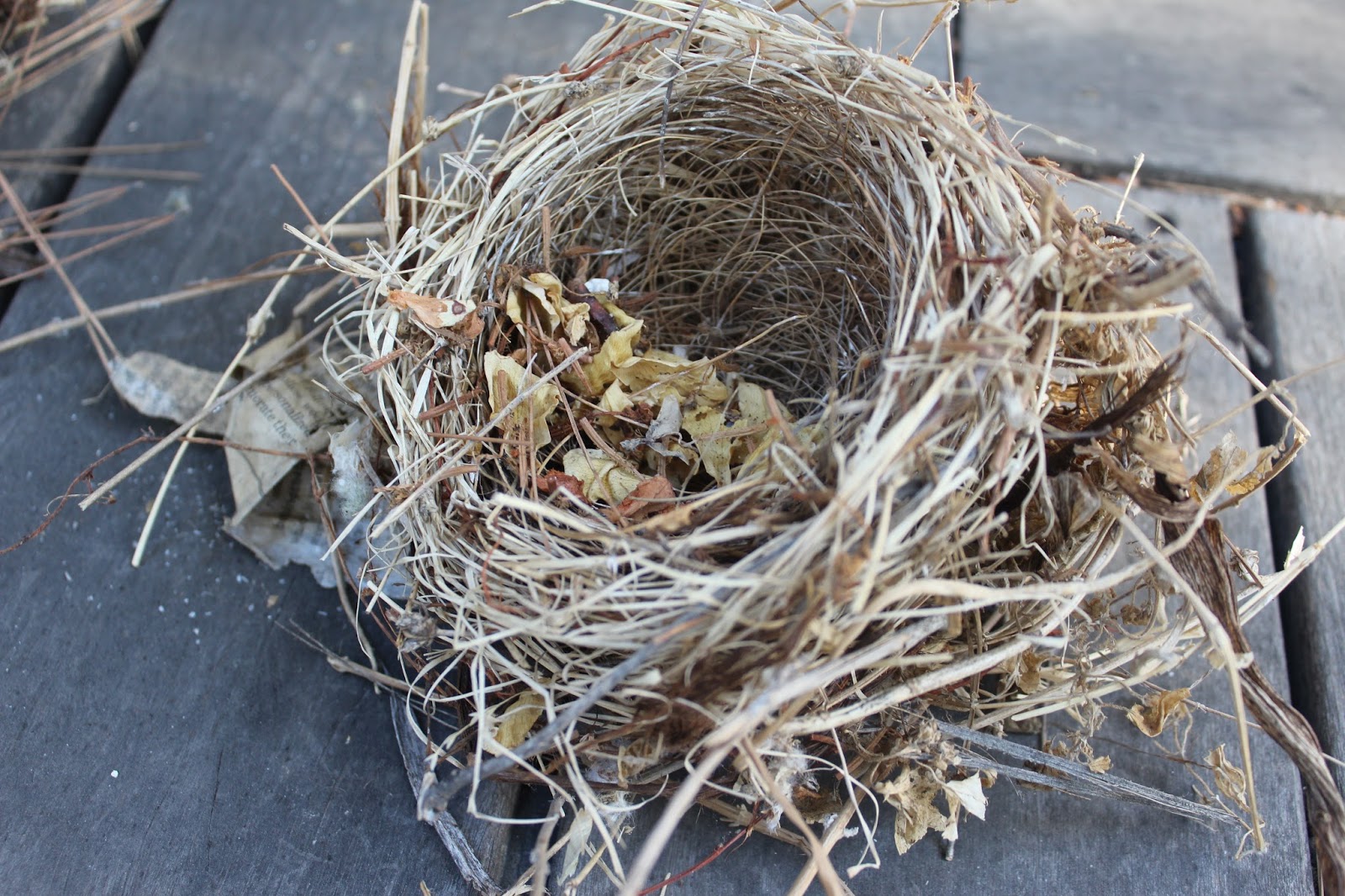 What Grows in Fullerton? Unidentified birds' nests, possibly northern mockingbird?