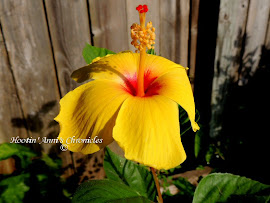 Yellow Hibiscus
