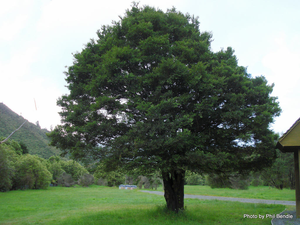 Mercier Kiwi Adventures