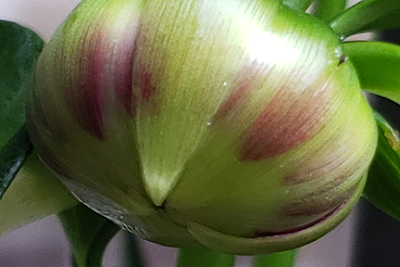 Dahlia Bud - Hwy 549 - Bella Vista, Arkansas - a.d. elliott www.takethebackroads.com #TakeTheBackRoads #adelliott