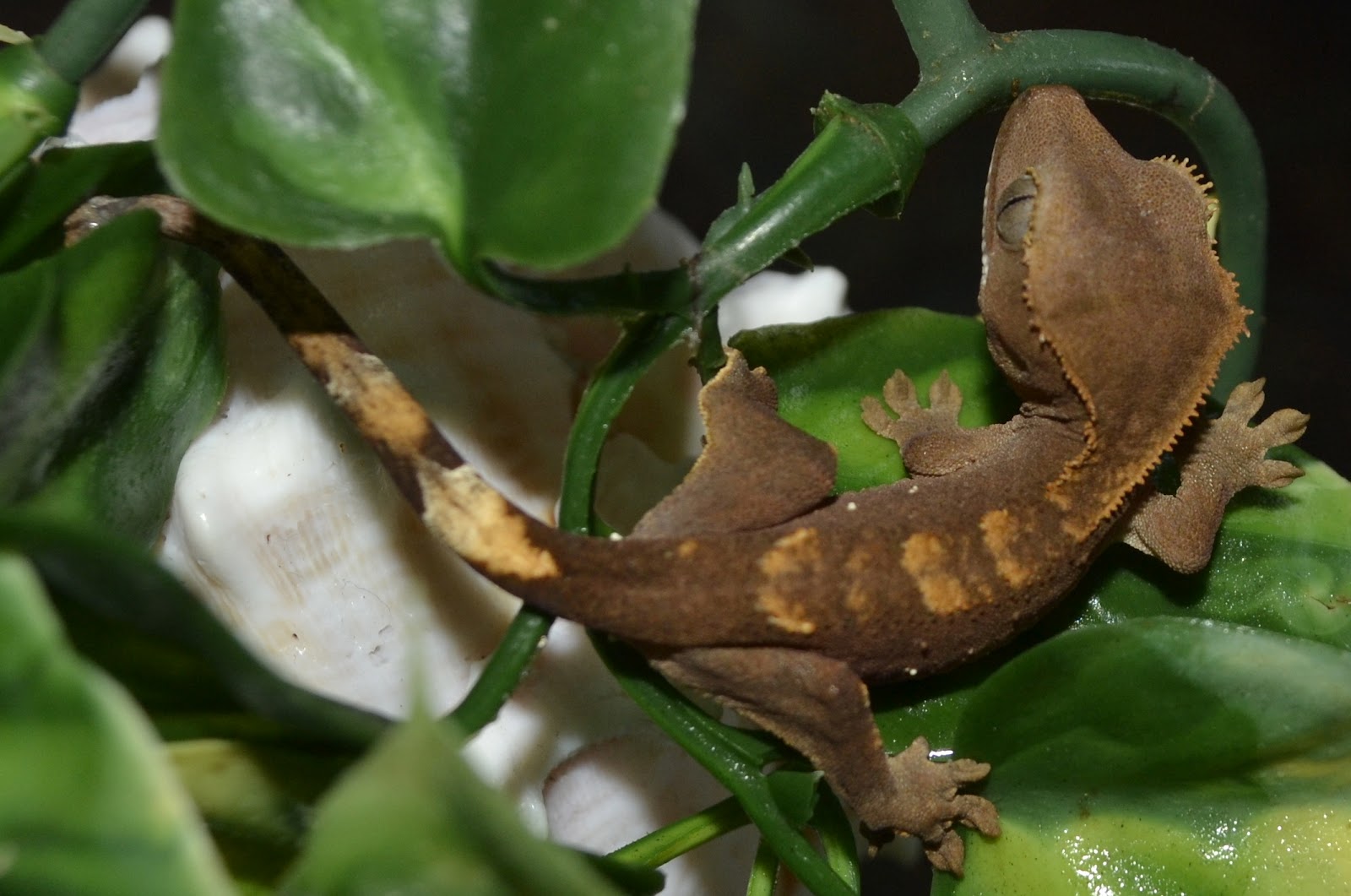 Crested Geckos Blog: September 2012