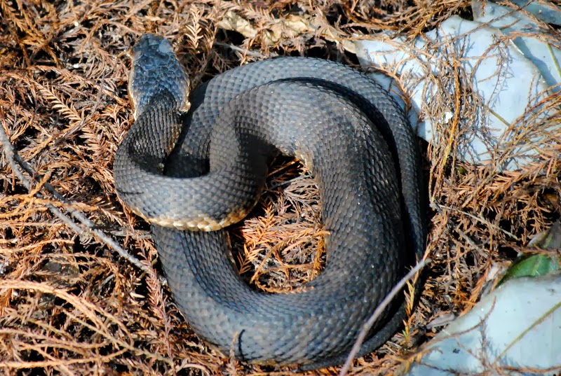 Field Notes and Photos Bad snake, good snake at Highlands Hammock